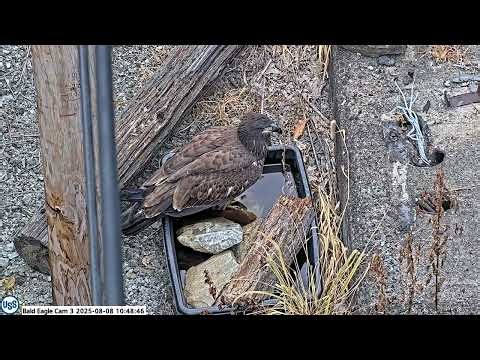 USS Bald Eagle Cam 3 on 8-8-25 @ 10:46 Ocho visits the water basin and gets a drink