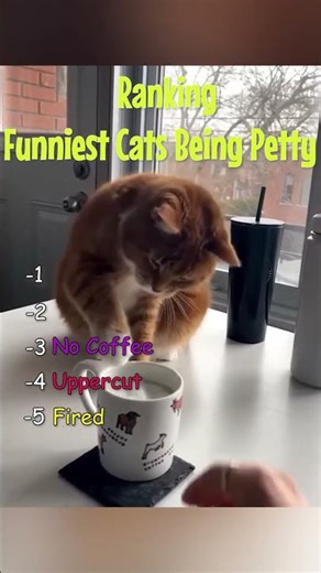 Ranking Funniest Cats Being Petty #cat #catvideos #funny