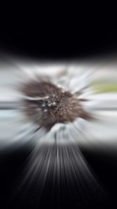 2.1K views · 146 reactions | Common Nighthawk  | Markulland | Facebook