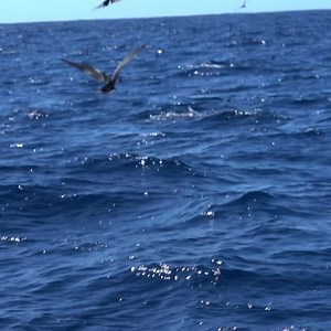 Frigates hovering over Striped Marlin eating a bait ball is a pretty cool sight. #coolbird #seahawk #stripedmarlin #illdobetternexttime #fishing #trolling #baitball #captainbenft @lolasrqcosta #frigate #mexico | Fish Tank Sportfishing