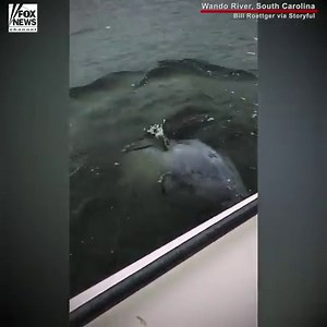 910K views · 10K reactions | CLOSE ENCOUNTER: A friendly dolphin stopped by a fishing boat, to the delight of a grandfather and his grandson in South Carolina. | Fox News | Facebook