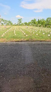 Collecte de sperme pour l'insémination artificielle des reines d'abeilles. Pour réserver nos reines, veuillez consulter notre site web : www.apis-donau.com/fr | Apis Donau 1905