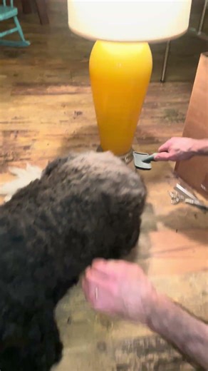 Boots Gets A Haircut#bernedoodle #dog#dogs#dogshorts #doggroomingtips #homesteading #frugal