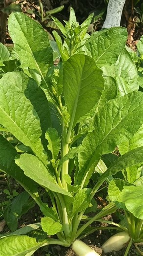 Radish harvesting #gardening #radish #ytshorts #growth A root vegetable