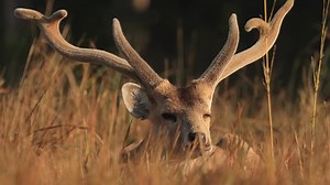 190K views · 105 reactions | สำนักอนุรักษ์สัตว์ป่า Wildlife Conservation Office, Thailand on Reels | Facebook