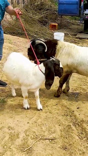 The backup boys are starting to go into battle 2023