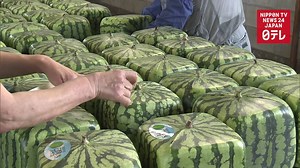 39K views · 273 reactions | Shipments of a rare square watermelon begin in western Japan. | Nippon TV News24 Japan | Facebook