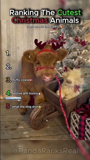 Ranking The Cutest Christmas Animals