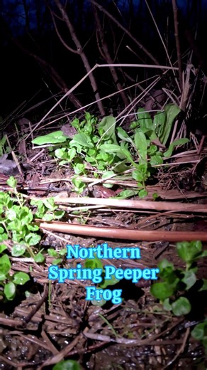 Northern Spring Peeper Peeping Chorus April 2026 #Frog #Ohio #Outdoors #wildlife #nature
