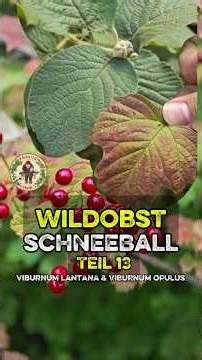 Wolliger & Gemeiner SCHNEEBALL 🌿🍅 eine muffige Angelegenheit😅 Wildobst Pt. 13🫐 #wildkräuter #botanik