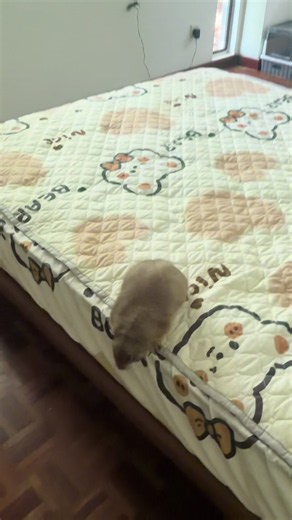 penat lah ada tukang repair tak berbayar ini habis pintu lobang#chipprairerdog