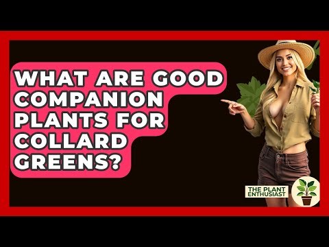 What Are Good Companion Plants For Collard Greens? - The Plant Enthusiast