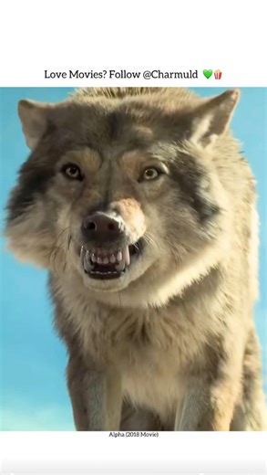 manufacturing | 🎬 Alpha (2018 Movie) 🎥 1hr 36mins • Adventure/Family 🎞️ An epic adventure set in the last Ice Age, Alpha is a fascinating, visually... | Instagram