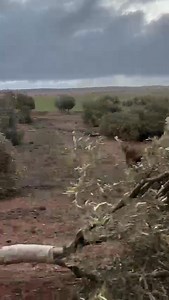 488K views · 1.4K reactions | Efectos y destrozos del paso de un tornado en la carretera que une Torrenueva con Torre de Juan Abad, esta tarde de lunes. #los23delcampodemontiel | Los 23 del Campo de Montiel | Facebook