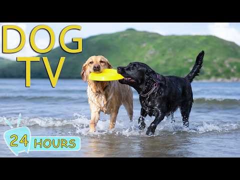 DOG TV: Videos Fun & Relax for Dogs to Watch When Home Alone All Day - Best Entertain Music for Dogs