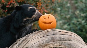 Bernie the bear just loves his honey-coated pumpkins! 🎃 | Chester Zoo