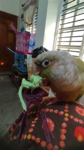 My cute conure biting crochet leaf #pineapple conure