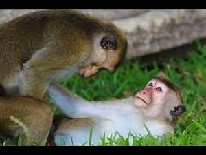 Kurongora kw'inkende: Best monkeys mating | Accouplement de singes drôles - Part 1