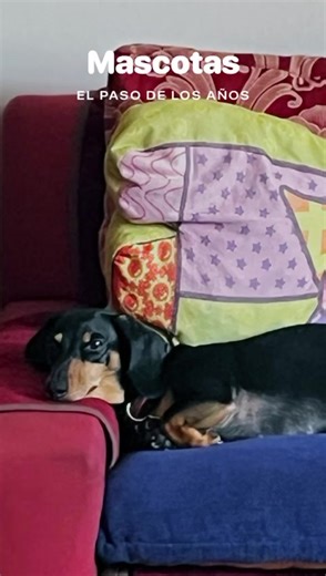 Frida , Lola y Kori 🐶🐶🐶 Gracias