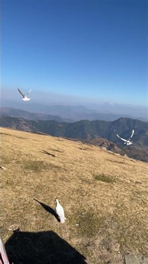 Pigeons: The Highly Intelligent, Unassuming Avian Genius