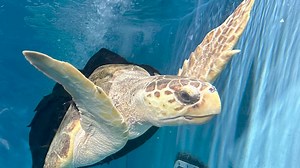 Loggerhead sea turtle with a special swim vest finds a new home in Dallas