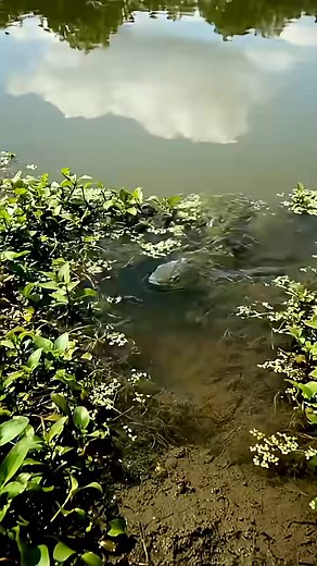 🐠 Countryside Fish Life You WON'T Believe What We Found! 😲 #countrylife #fishing | Alice Small