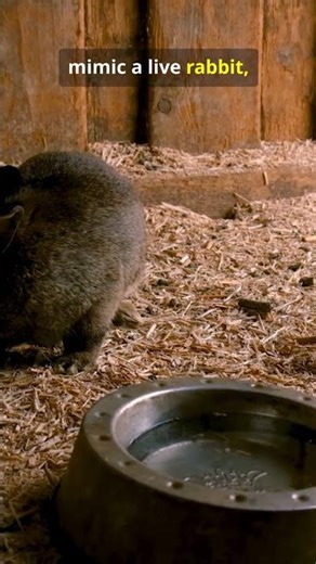 They Sent Robot Rabbits lnto The Swamp. #Everglades #RoboticRabbits #InvasivePythons #WildlifeTechþ