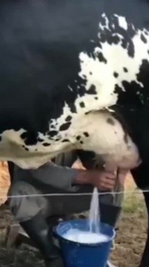 Amazing Cow Milking