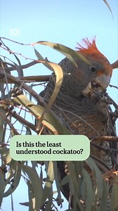 Have you heard the gang-gang cockatoo's 'distinctive' call? Canberra's iconic gang-gang cockatoos were declared a threatened species after the Black Summer bushfires. Now, the ANU Difficult Bird Research Group is supporting their conservation by monitoring breeding. Stacey Taylor said, "it truly is one of the least-known cockatoos." Reporting and filming by Ryan Malcolm Personalise your news and stay in the know with the ABC NEWS app via the link in our bio. #ABCNewsACT #Canberra #conservation #