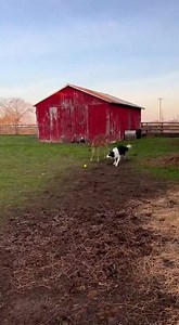 147K views · 1.8K reactions | Deer Joins Fetch Game A heartwarming fetch game between a dog and a deer. #fblifestyle #AI Generated using Kling AI . . . (For entertainment purposes only. Consult professionals if guidance on activities is presented. No brand affiliation is implied if any are shown. If inspired by true events, creative adaptations may be included. Content may include public footage.) | Fabiosa UK | Facebook