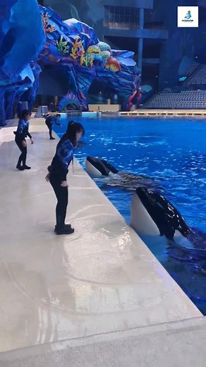 Dancing with killerwhale ! My sister's are Dancing 💃 with killerwhale #killerwhale #orcas #orcawhale #short #fb #viral2025 #reels2025 #ORCA #friendlyᥫᩣシ #January2025 #viralreelsシ #reelsviralシ | Cutedolphin12345
