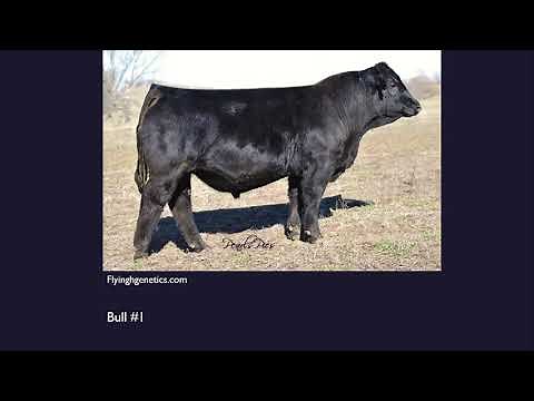 Online Livestock Judging: Class 3 Performance Simmental Bulls