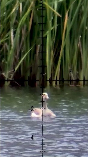 The Ultimate Airgun Shot: Perfect Timing on Pest Bird