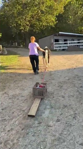 Tuxedo pulling some drag. #drivingpony #pony