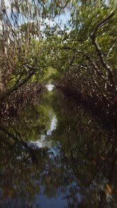 Book your Airboat Tour or Combo online today! Explore the wetlands in a thrilling ride & get up close with wildlife. Book now and make unforgettable memories! | Captain Jack's Airboat Tours