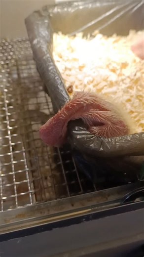 Parrots, Parrot Daily Life, Hand-raised Parrots, Cockatiels, Adorable Pet Debut PlanPlan | Kasim Birds Farm