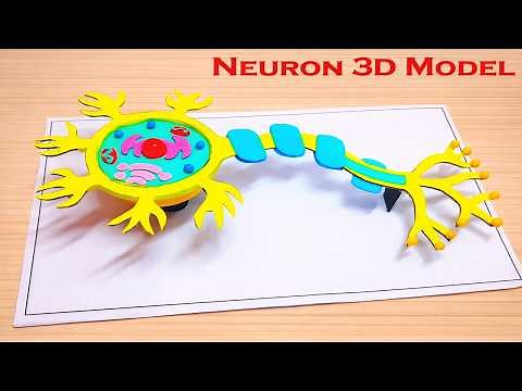 neuron model making(3D) | biology model diy | craftpiller | still model