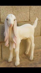 Ears longer than your to-do listThis Nubian goat isn’t just cute—it’s iconic. Known for their velvet-soft ears and sweet temperament, Nubians are the drama and the charm. 🐐💕 #goats #UnusualAnimals | Discvr Blog