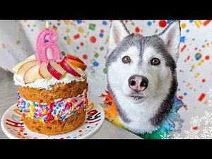 Apple and Cheese Birthday Cake For Dogs 🎂 DIY Dog Treats
