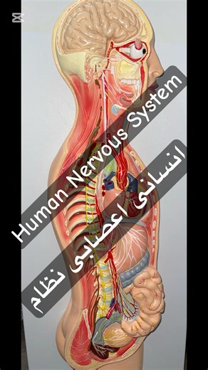 Human Nervous System Model | Nervous System Study #nervoussystem #neurology #neuroeducation #neuro