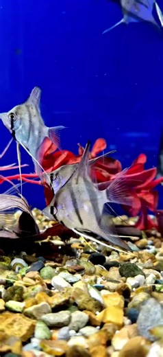 Rio Nanay F1 Angelfish for Sale