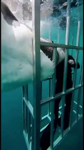 Great White Shark Attacks Man Inside Cage in Terrifying Close-Call #youtubeshorts #viralshorts