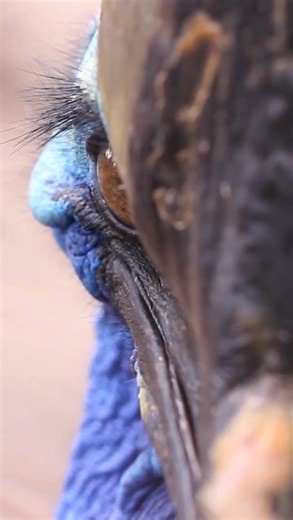 1K views · 43 reactions | #CritterCorner: The cassowary is often...