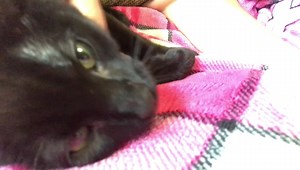 1.1K views · 26 reactions | Kitten Rescue on Reels | Facebook