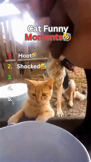 Cute & Funny Cats 🐱