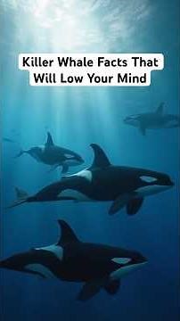Killer Whale Facts That Will Blow Your Mind: