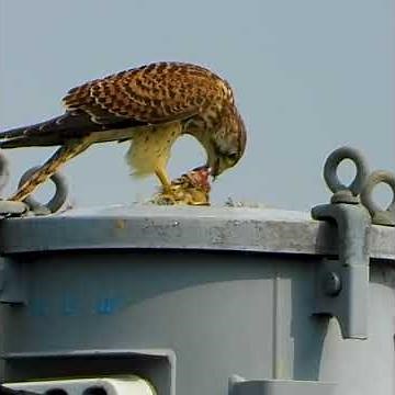 Birds of prey prey on sparrows (small falcons, kestrels)