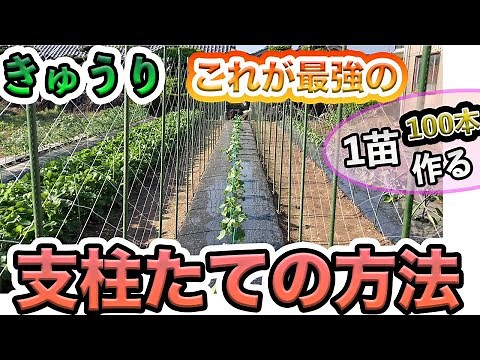 [Cucumber] How to set up a simple and sturdy support and attach a net