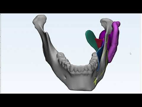 Pterygomandibular Space