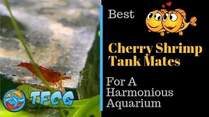 Cherry Shrimp Tank Mates: The Best For A Harmonious Aquarium